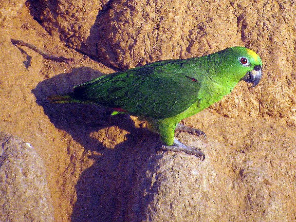 Yellow-crowned Amazon - ML627737058