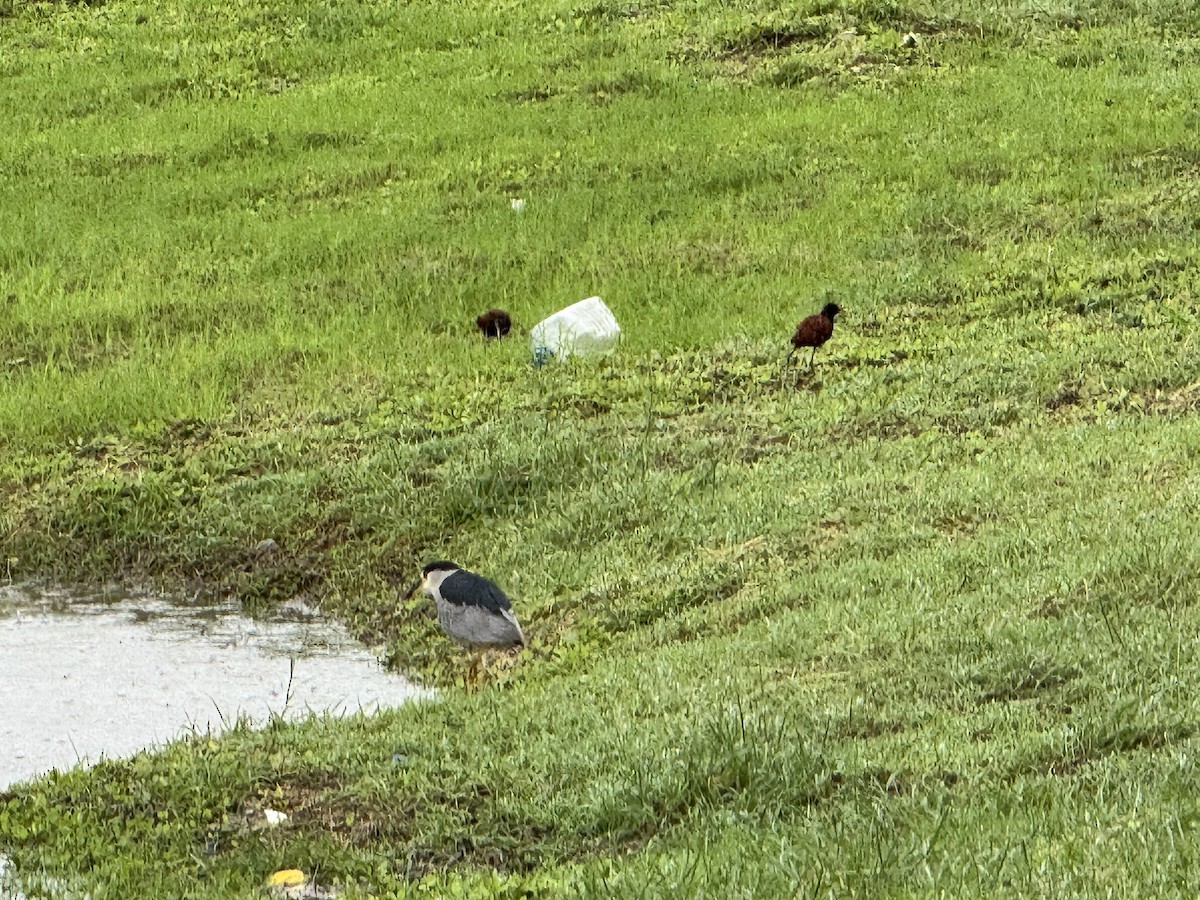 Wattled Jacana - ML627737110