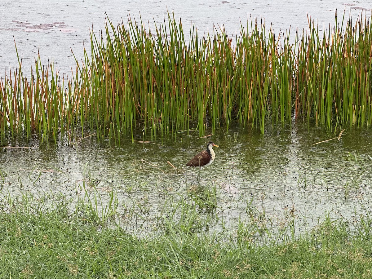 Wattled Jacana - ML627737111