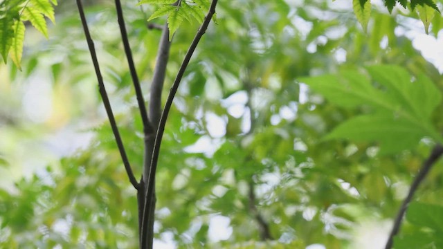 Rufous-browed Peppershrike - ML627737135