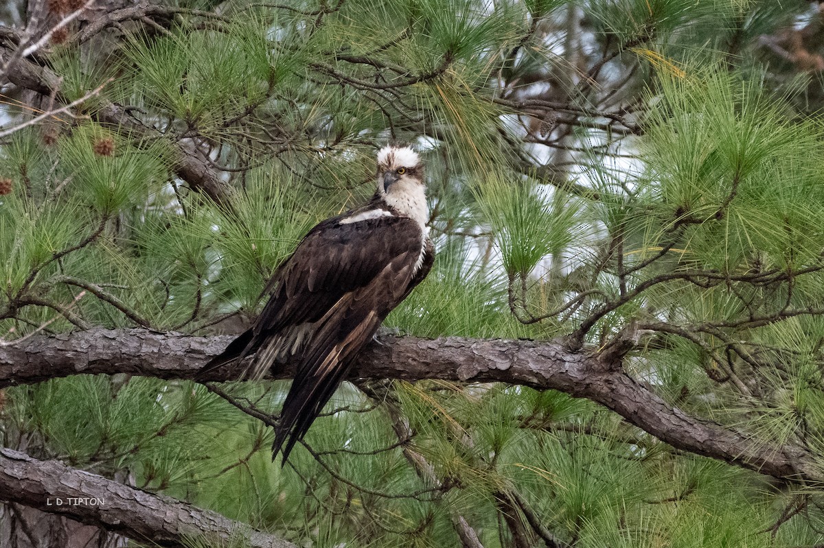 Загасч явлаг - ML627737146
