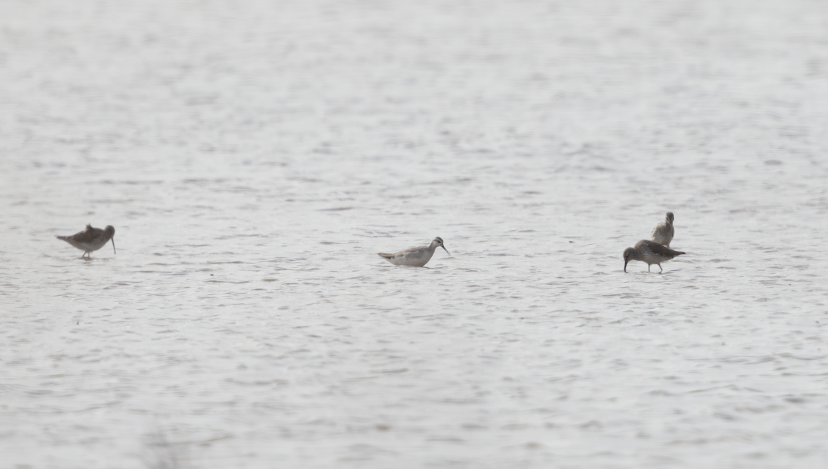 Wilson's Phalarope - ML627737149