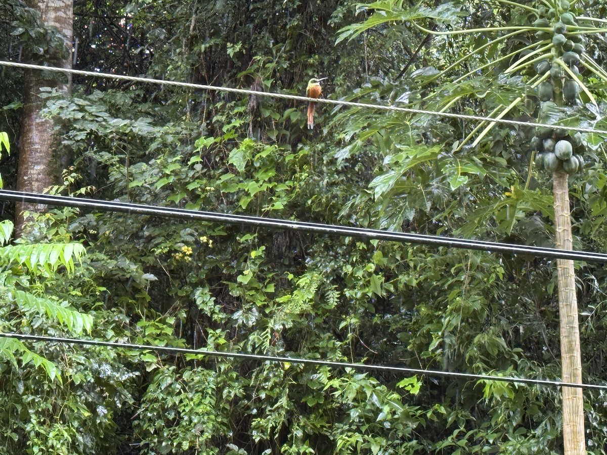 Trinidad Motmot - ML627737170