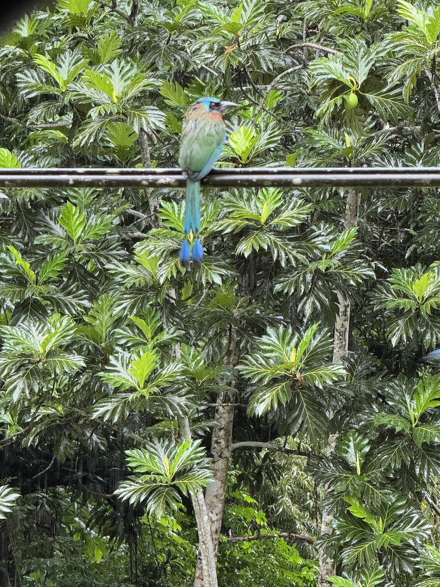 Trinidad Motmot - ML627737171