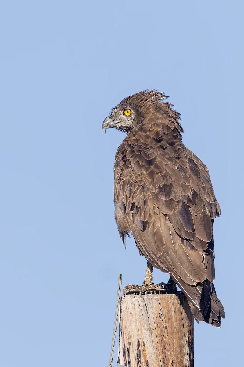 Brown Snake-Eagle - ML627737189