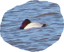 Canvasback - ML627737341