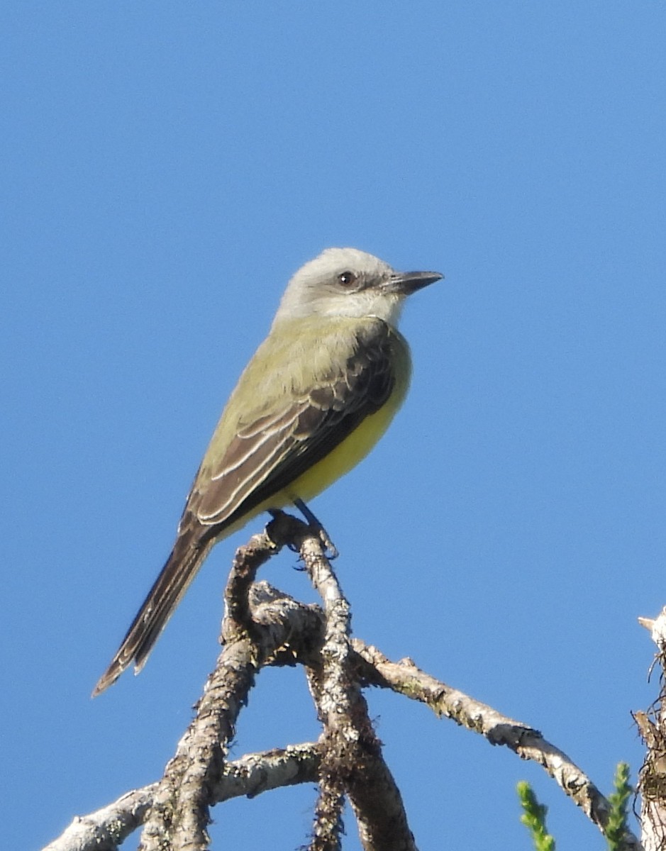 Tropical Mockingbird - ML627737392