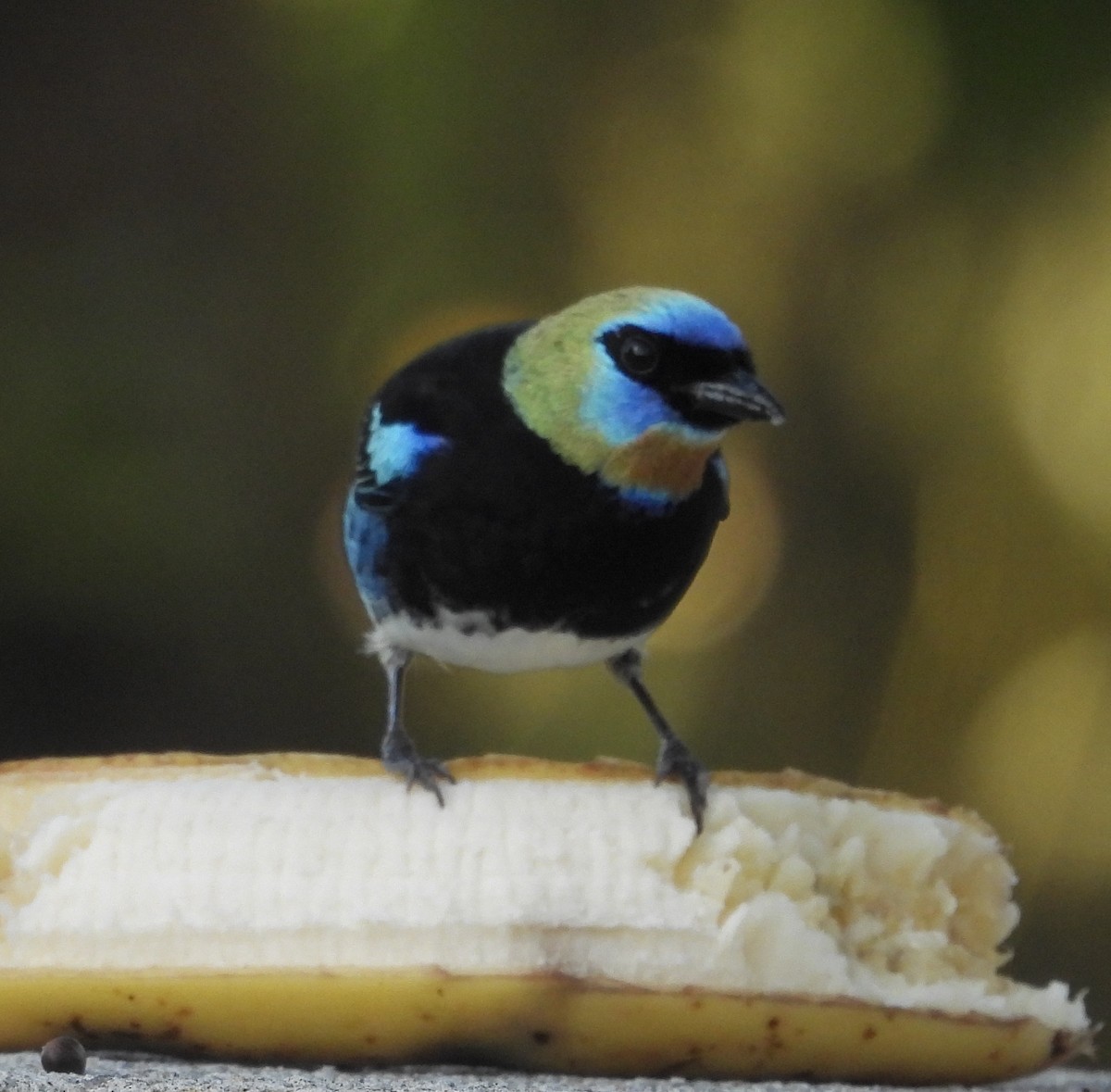 Golden-hooded Tanager - ML627737440