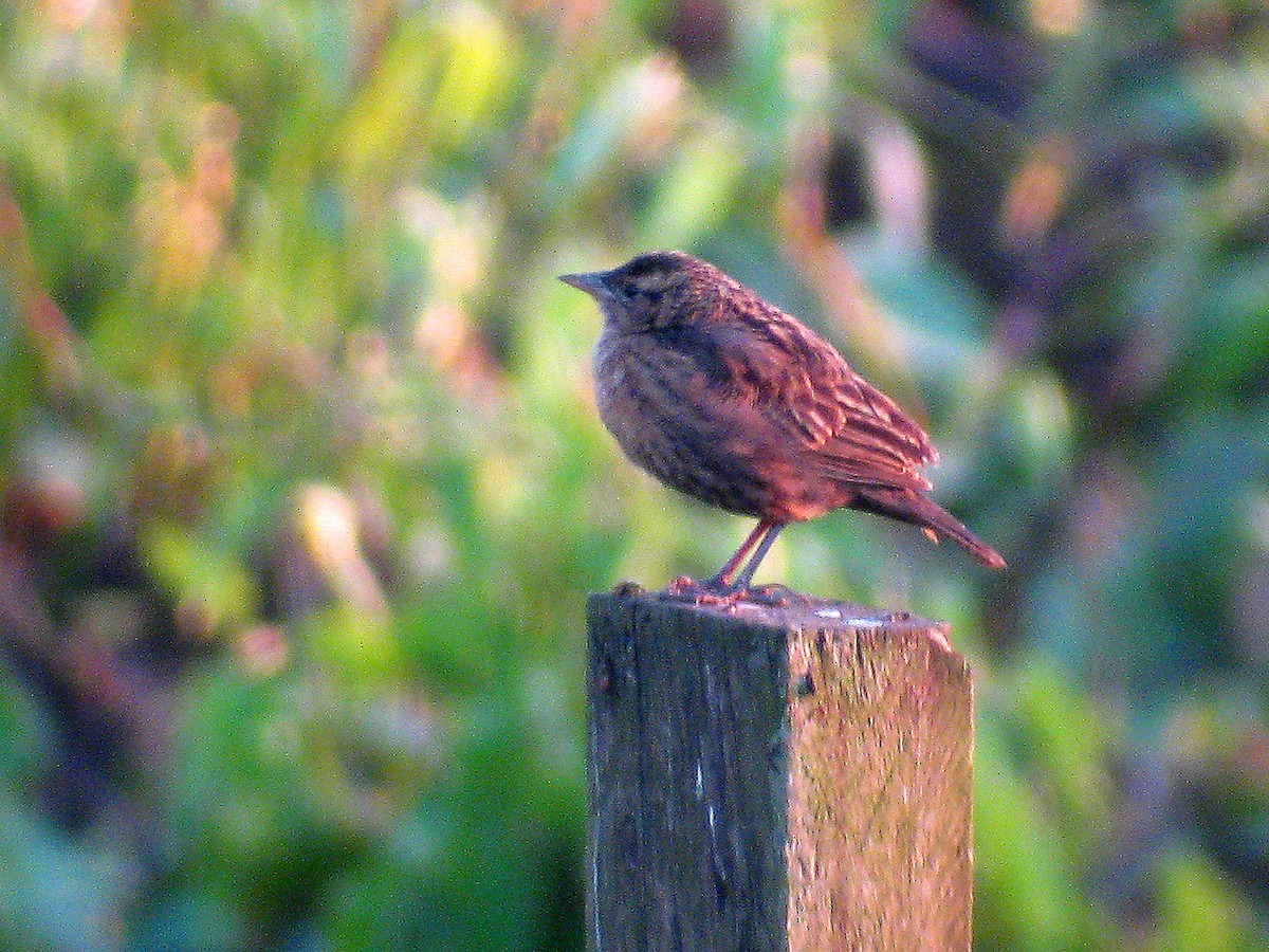 Red-breasted Meadowlark - ML627737504