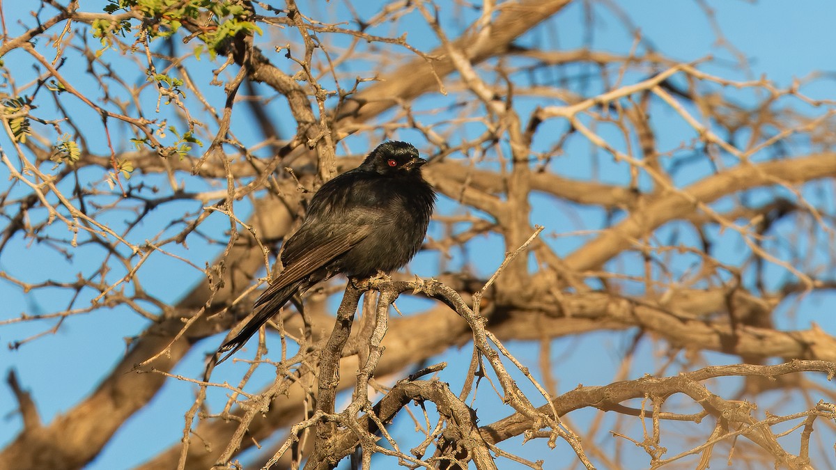 Trauerdrongo (apivorus) - ML627737525