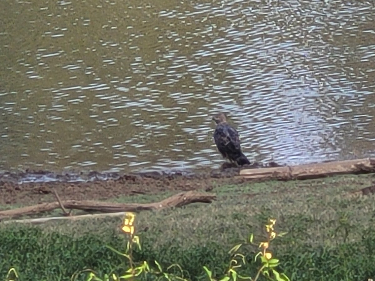 インドクマタカ（亜種 インドクマタカ） - ML627737566