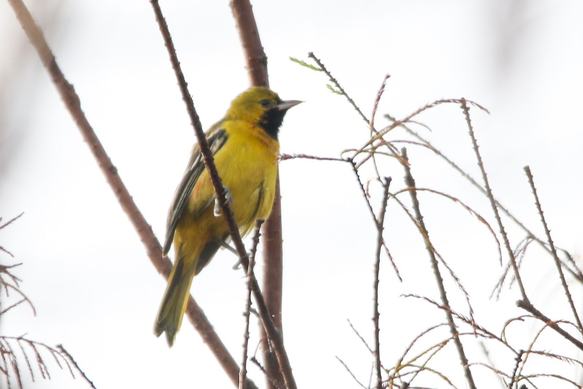 Orchard Oriole - ML627737617