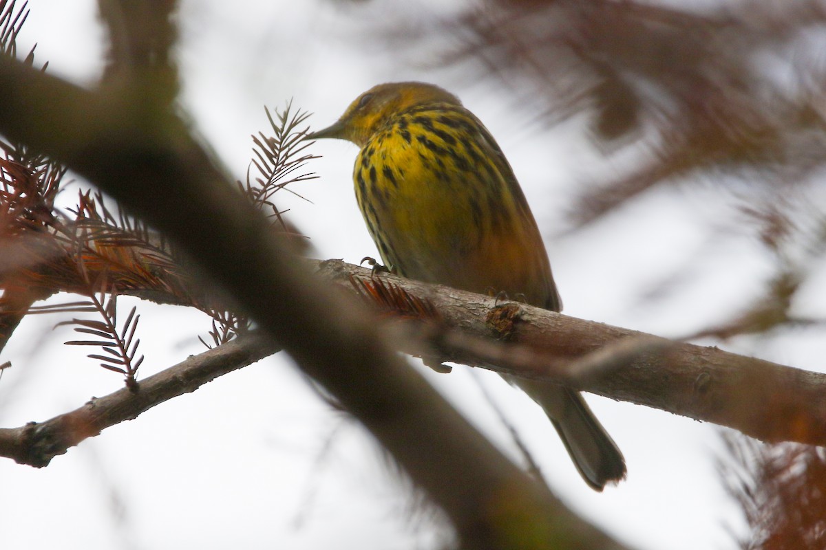 Cape May Warbler - ML627737644