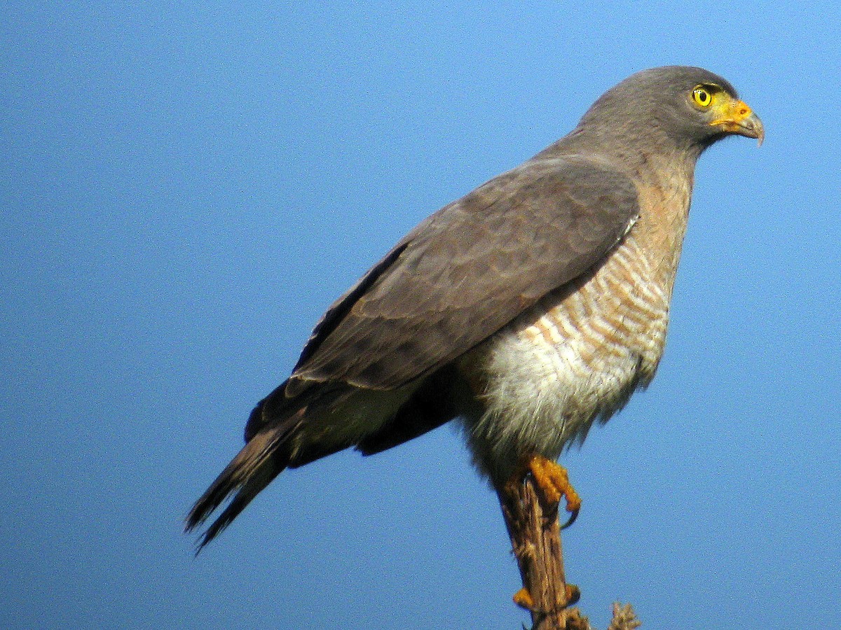 Roadside Hawk (Southern) - ML627737645