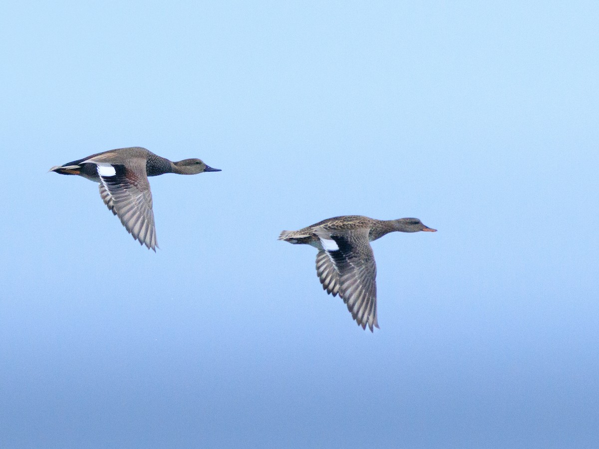 Gadwall - ML627737701