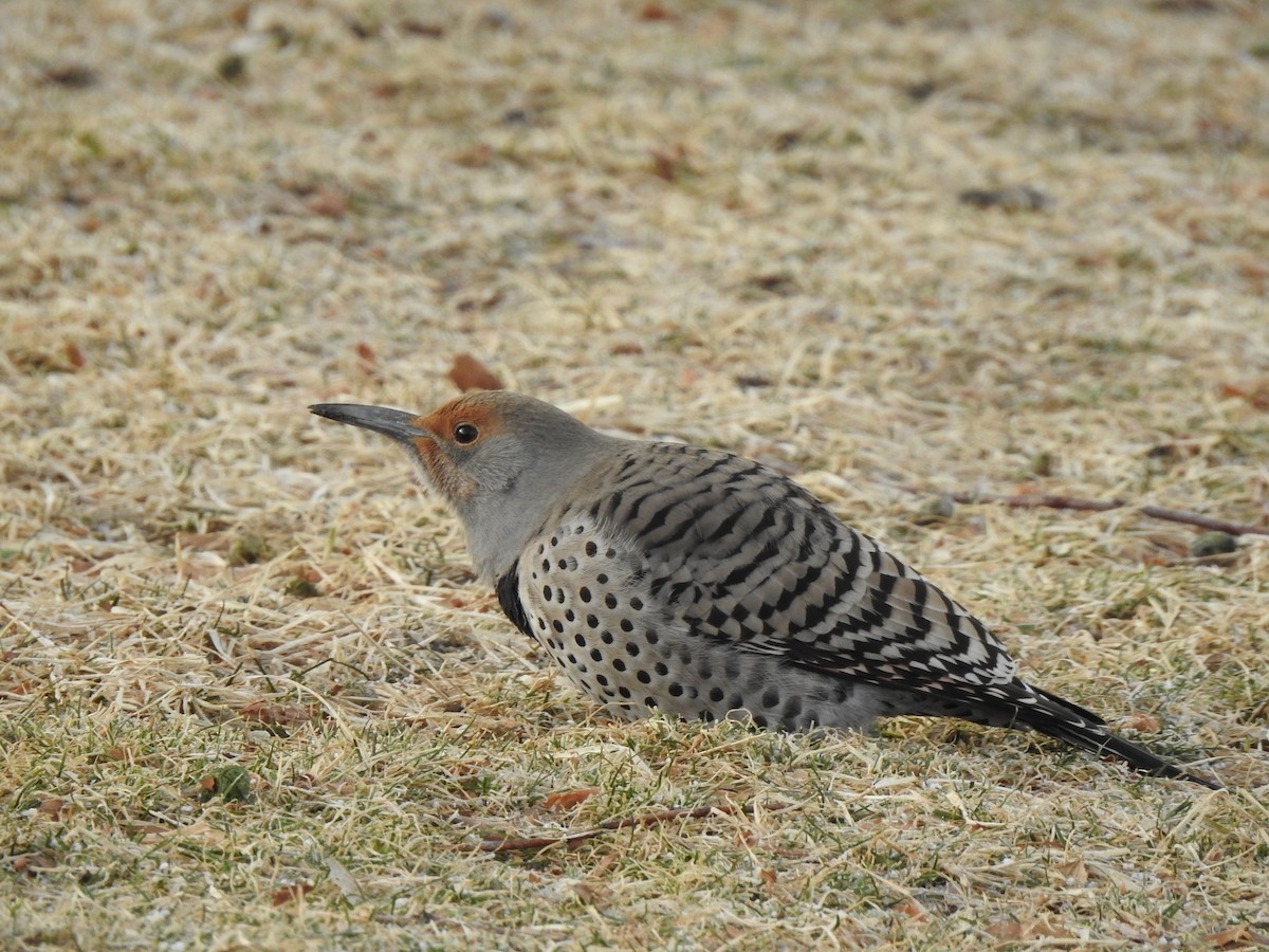 Northern Flicker (Red-shafted) - ML627737734