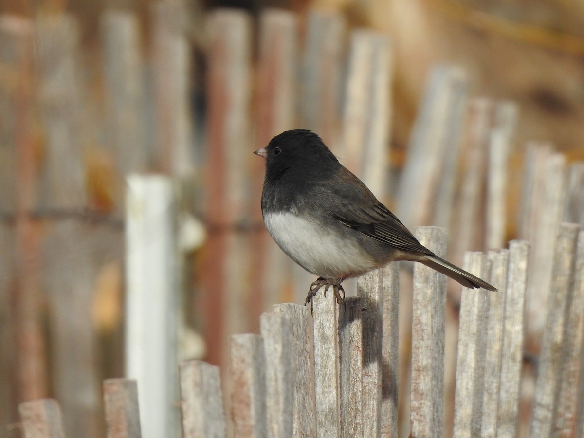 Dark-eyed Junco - ML627737739