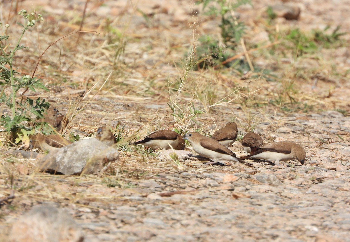 African Silverbill - ML627737779