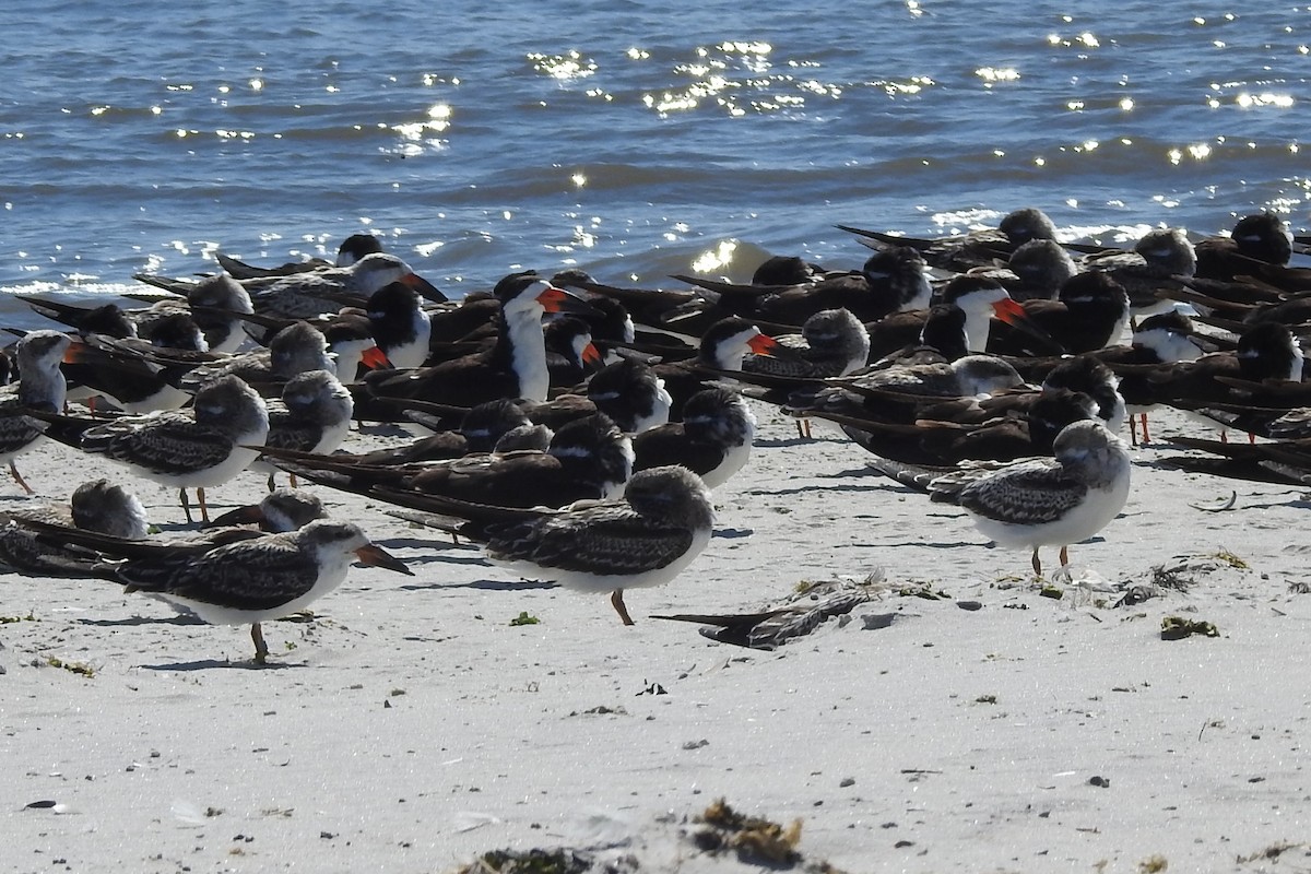 Black Skimmer - ML627737792