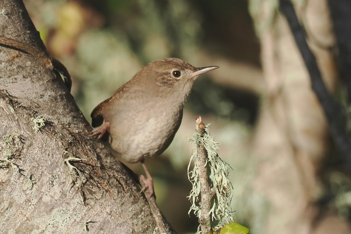 Northern House Wren - ML627737862