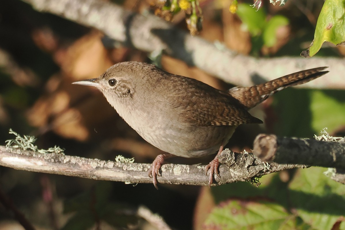 Northern House Wren - ML627737863