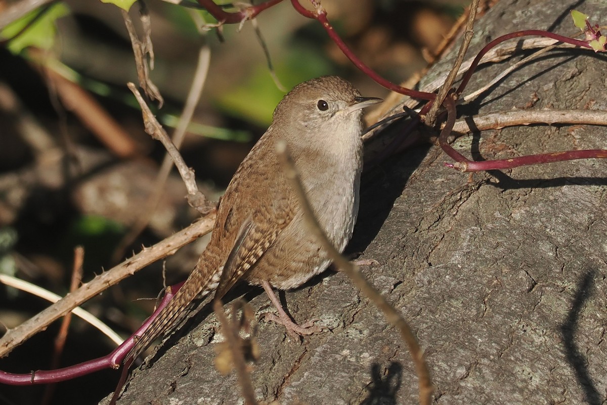 Northern House Wren - ML627737864