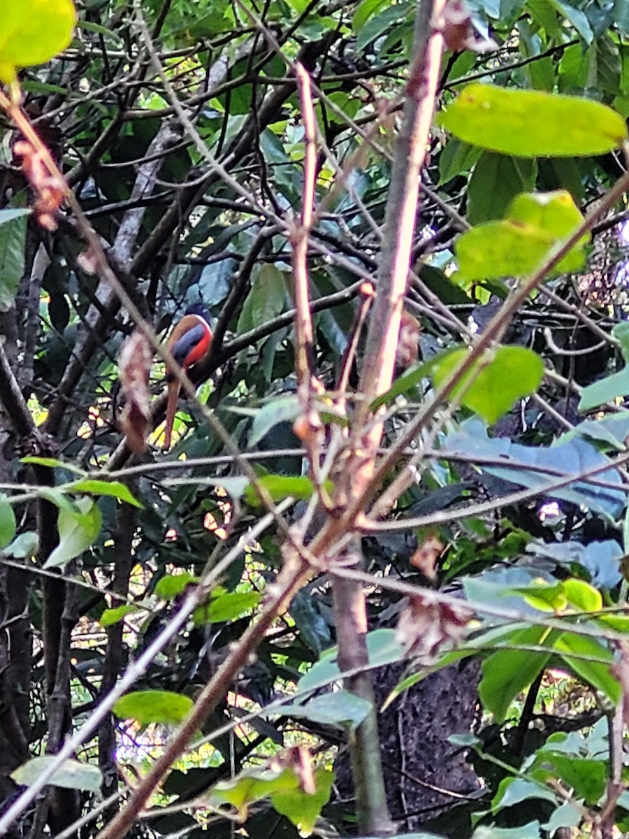 インドキヌバネドリ - ML627737929