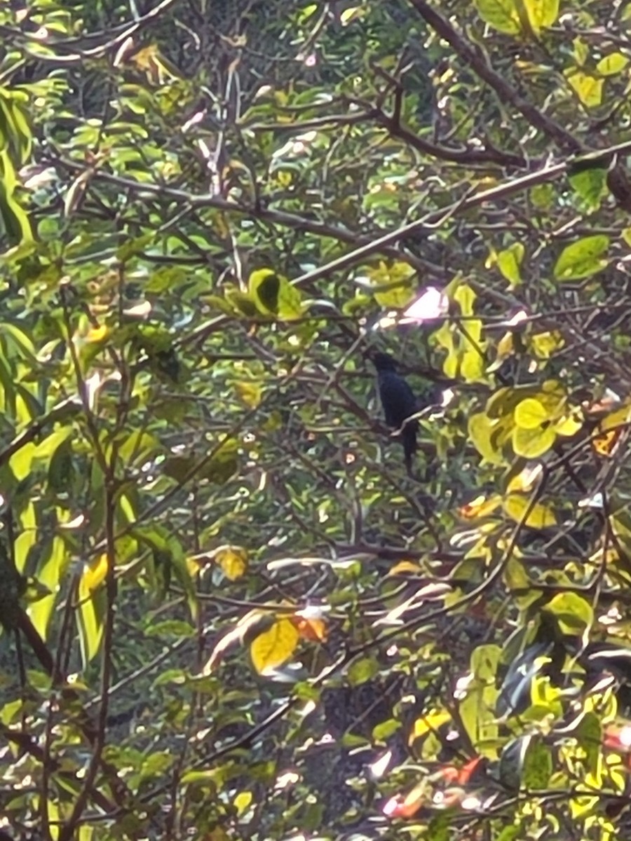 インドルリチョウ - ML627737957