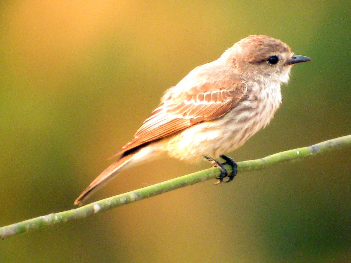 Vermilion Flycatcher (Austral) - ML627738113