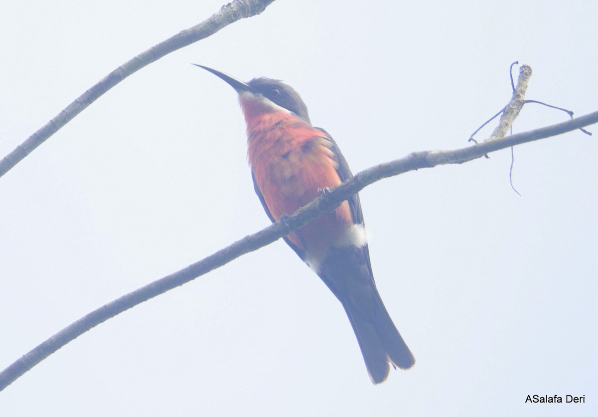 Rosy Bee-eater - ML627738117