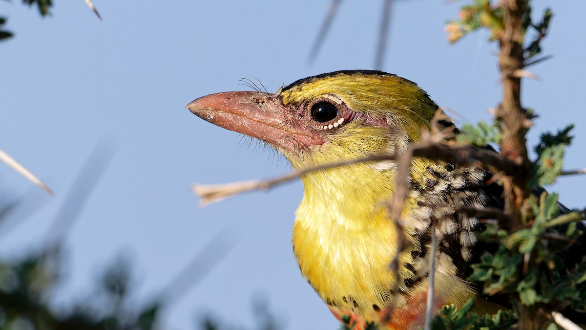 Kara Alınlı Barbet - ML627738132