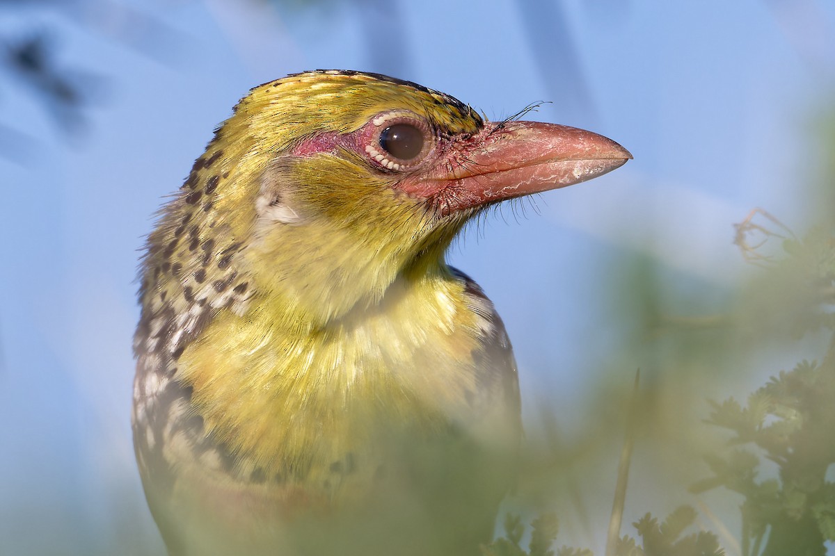 Kara Alınlı Barbet - ML627738133