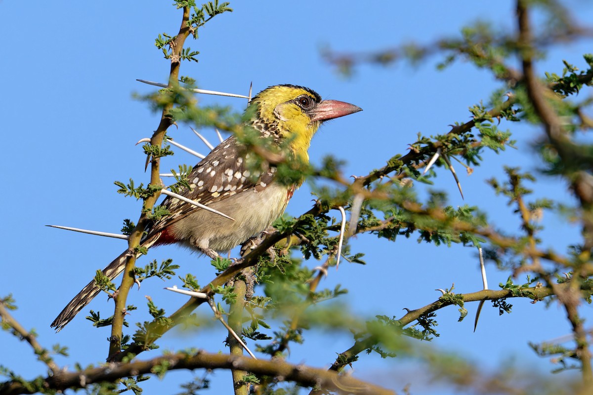 Kara Alınlı Barbet - ML627738138