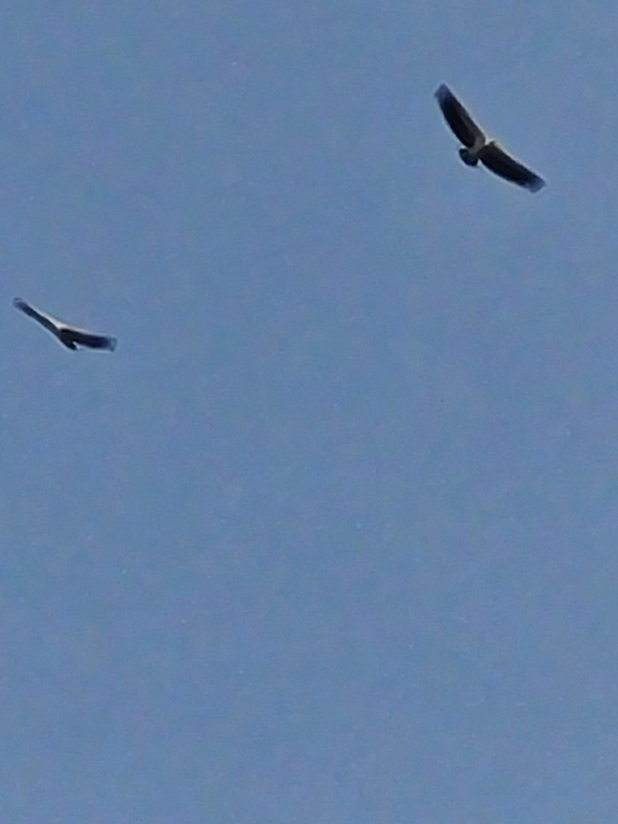 インドハゲワシ - ML627738236