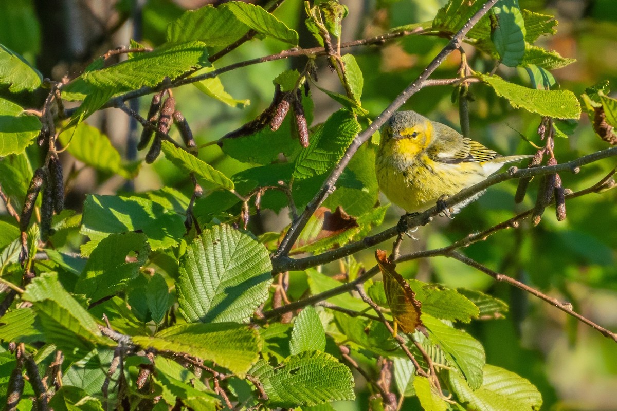 Cape May Warbler - ML627738317