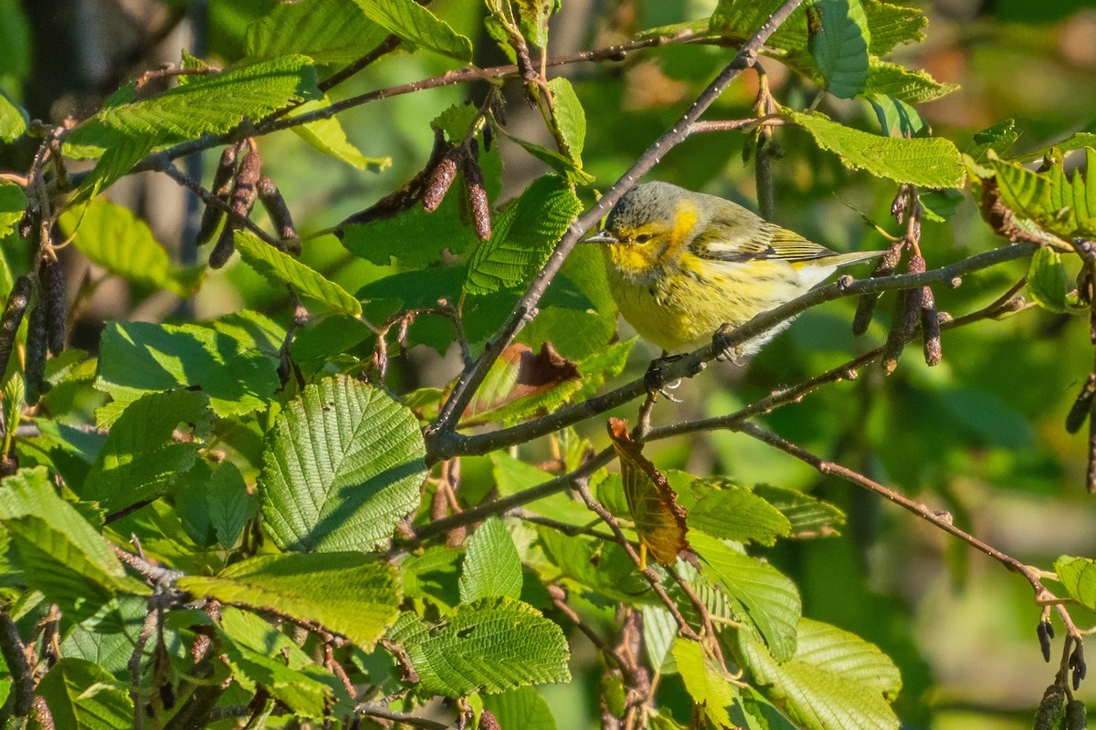 Cape May Warbler - ML627738318