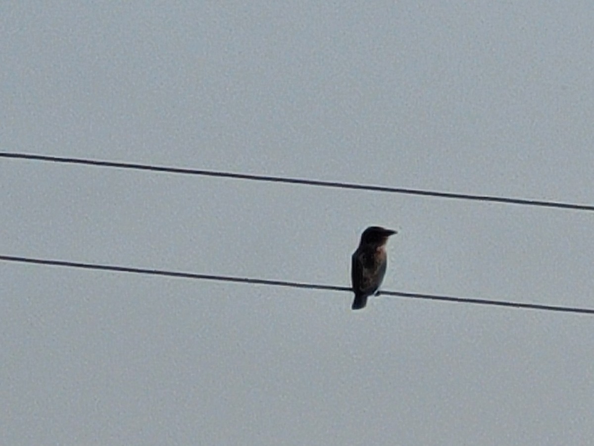 インドブッポウソウ - ML627738322