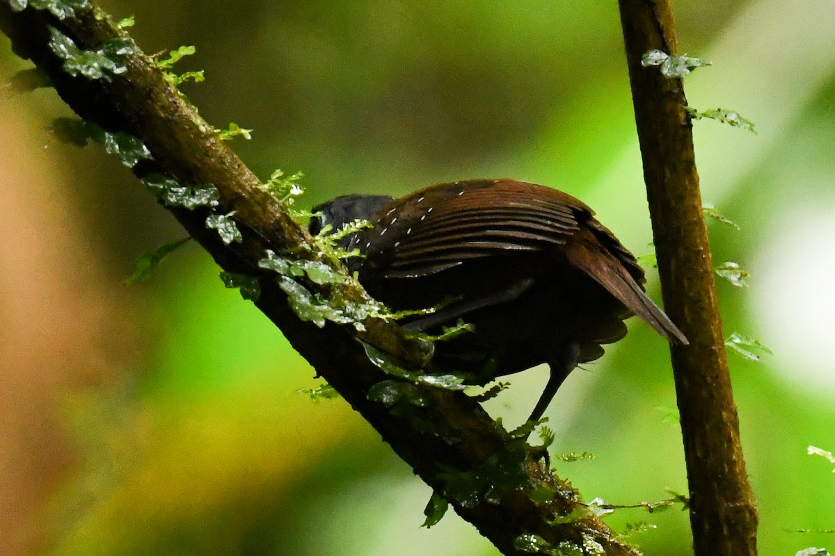 Braunrücken-Ameisenvogel - ML627738337