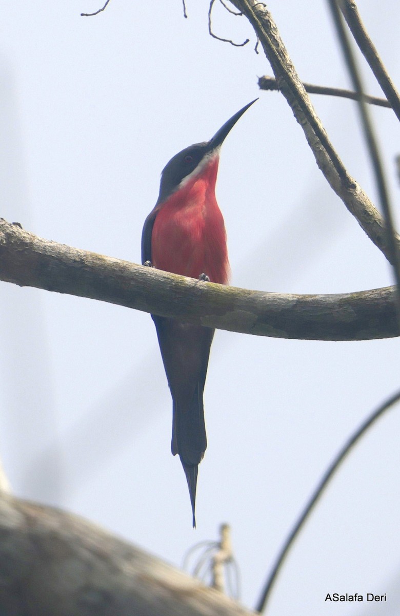 Rosy Bee-eater - ML627738397