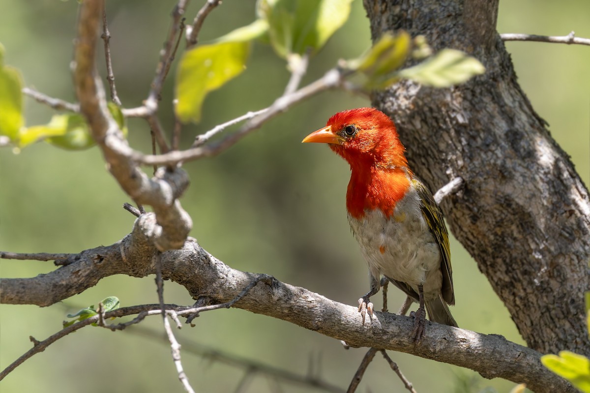 Red-headed Weaver (Southern) - ML627738526