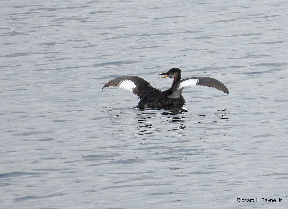 Red-necked Grebe - ML627738562