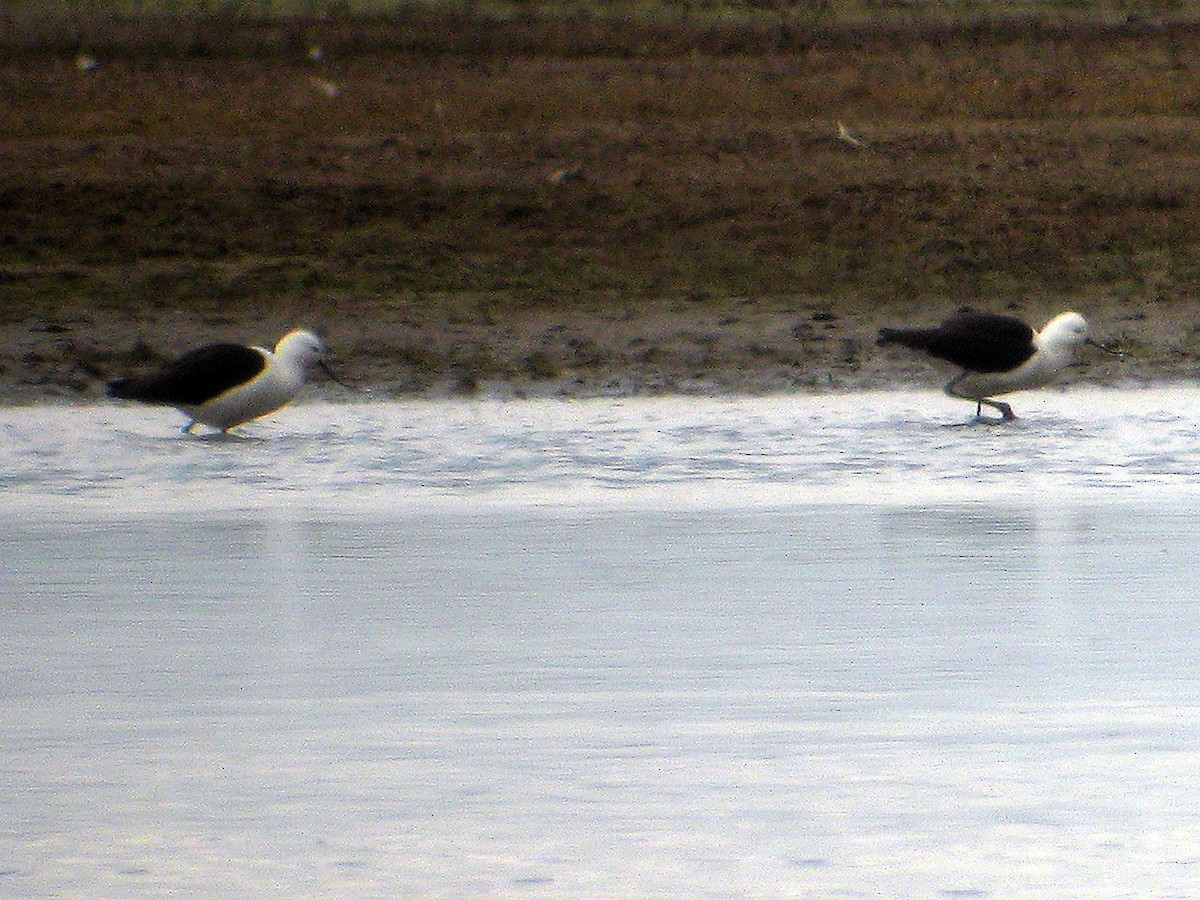 Andean Avocet - ML627738604