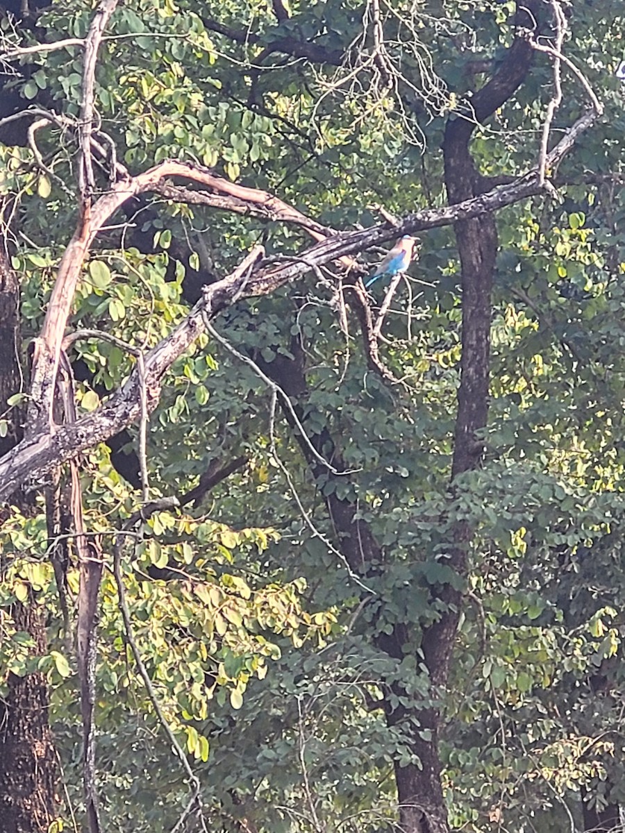 インドブッポウソウ - ML627738642