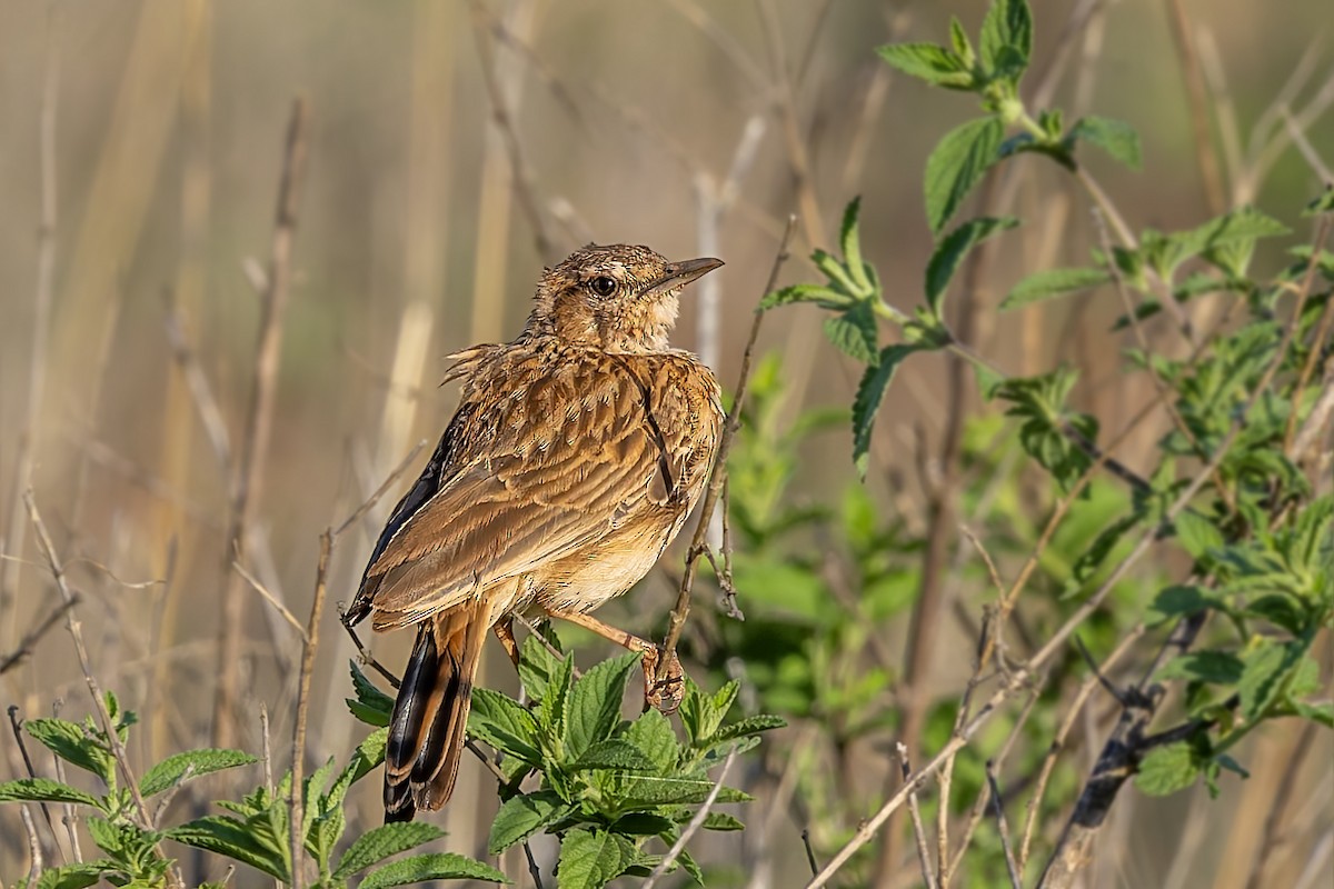 Short-clawed Lark - ML627738792