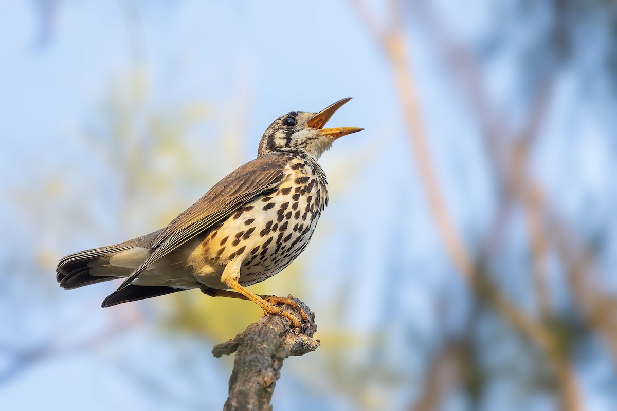 Groundscraper Thrush - ML627738803