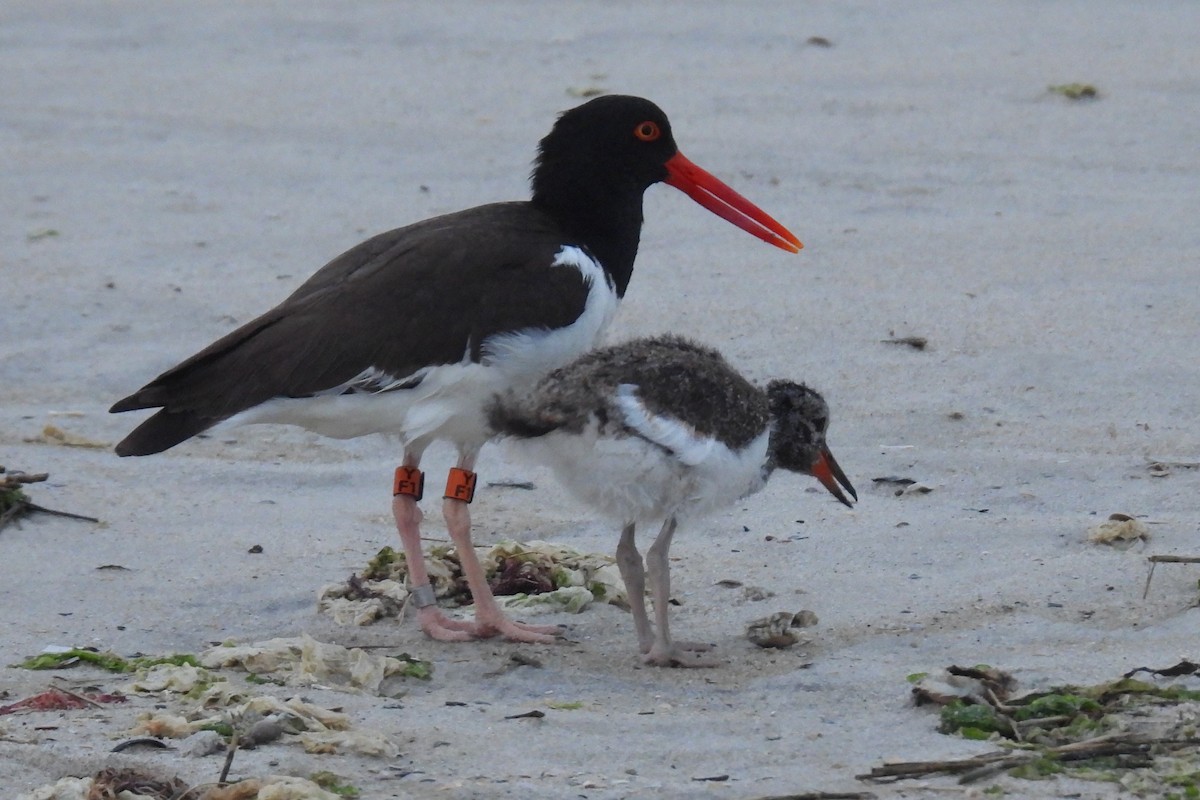 American Oystercatcher - ML627738847