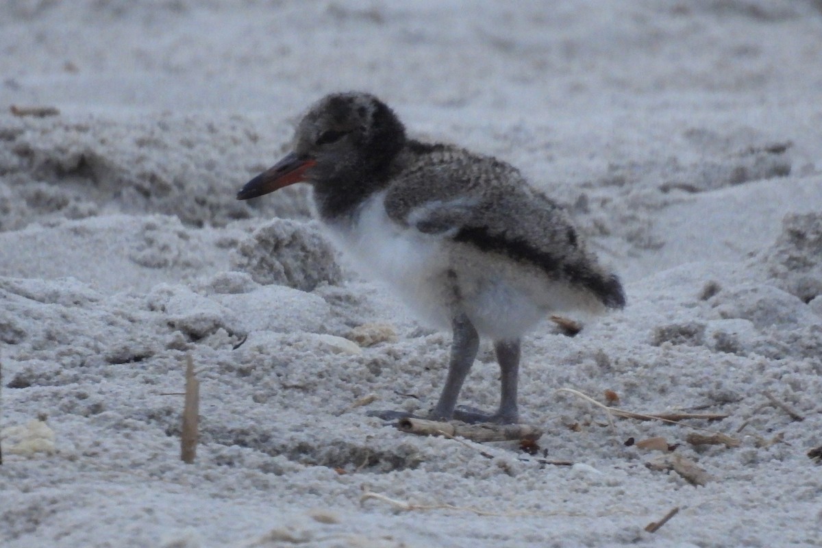 American Oystercatcher - ML627738848