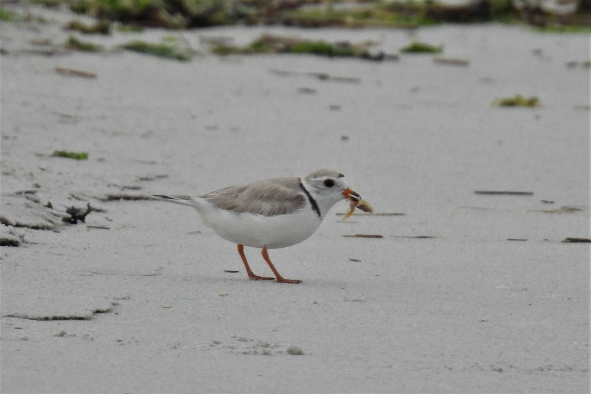 Piping Plover - ML627738859