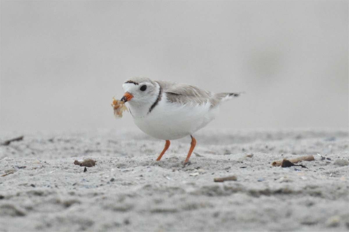 Piping Plover - ML627738860