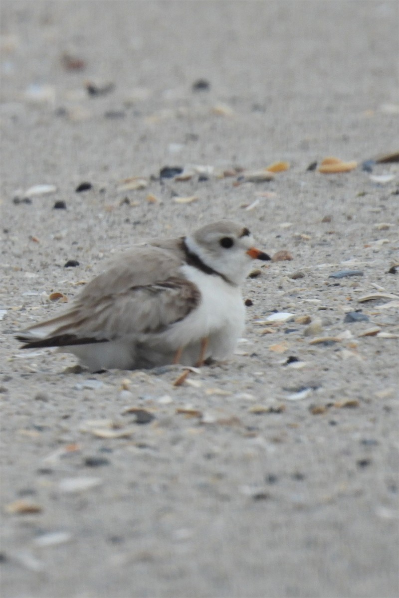 Piping Plover - ML627738861